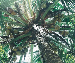 Kokospalme von unten